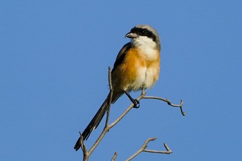 Long-tailed Shrike Marina East Drive Sun, 5/2/2021