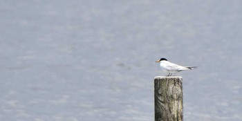 Sun, 5/2/2021 Birding report at 千住桜木自然地 (東京都足立区)