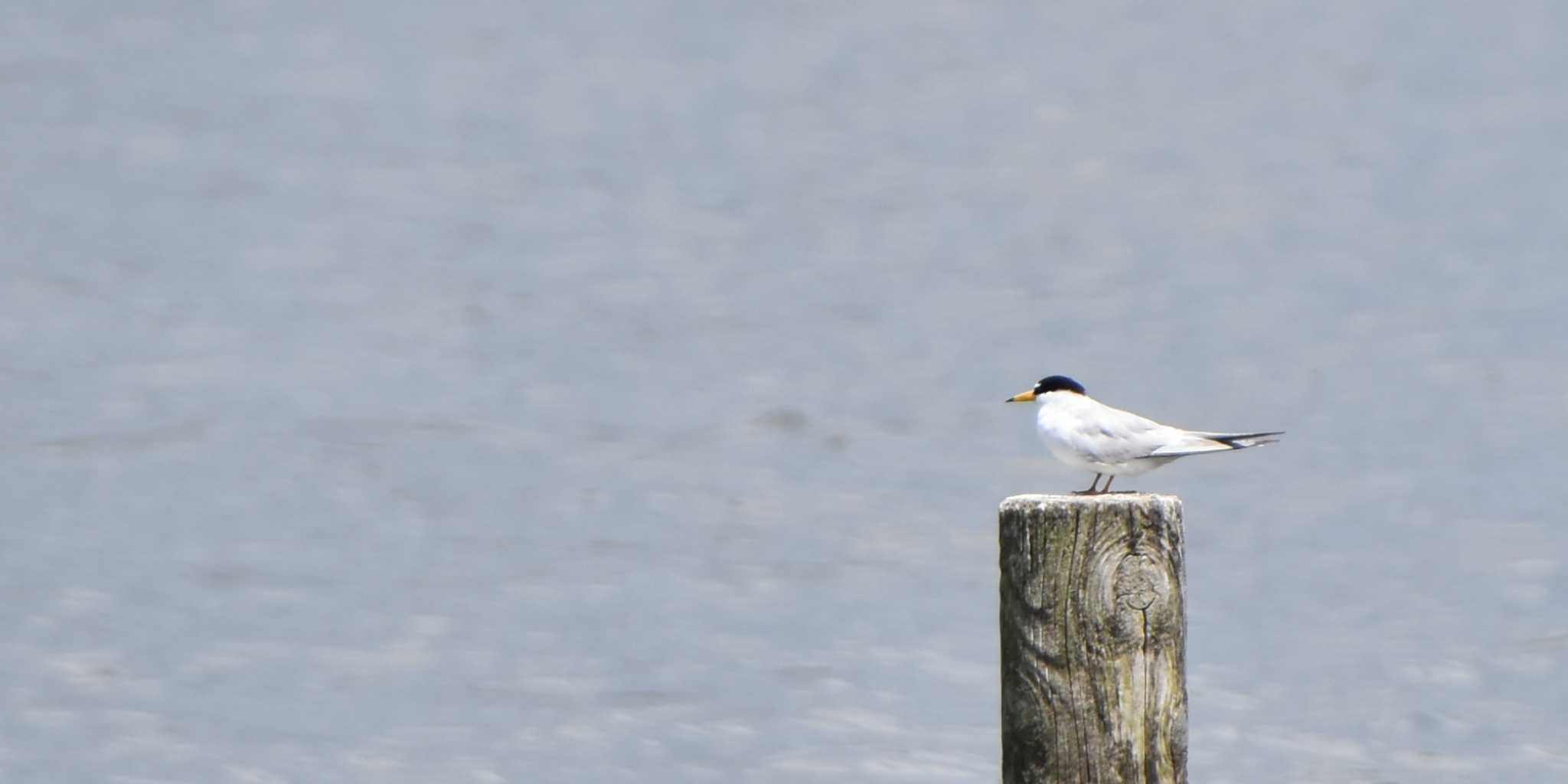 Little Tern