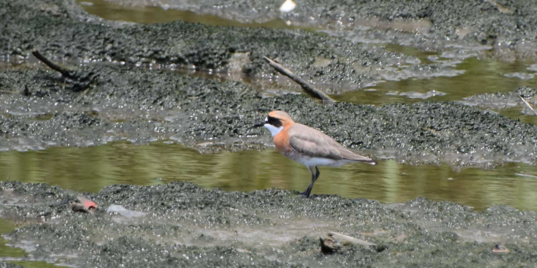 Siberian Sand Plover