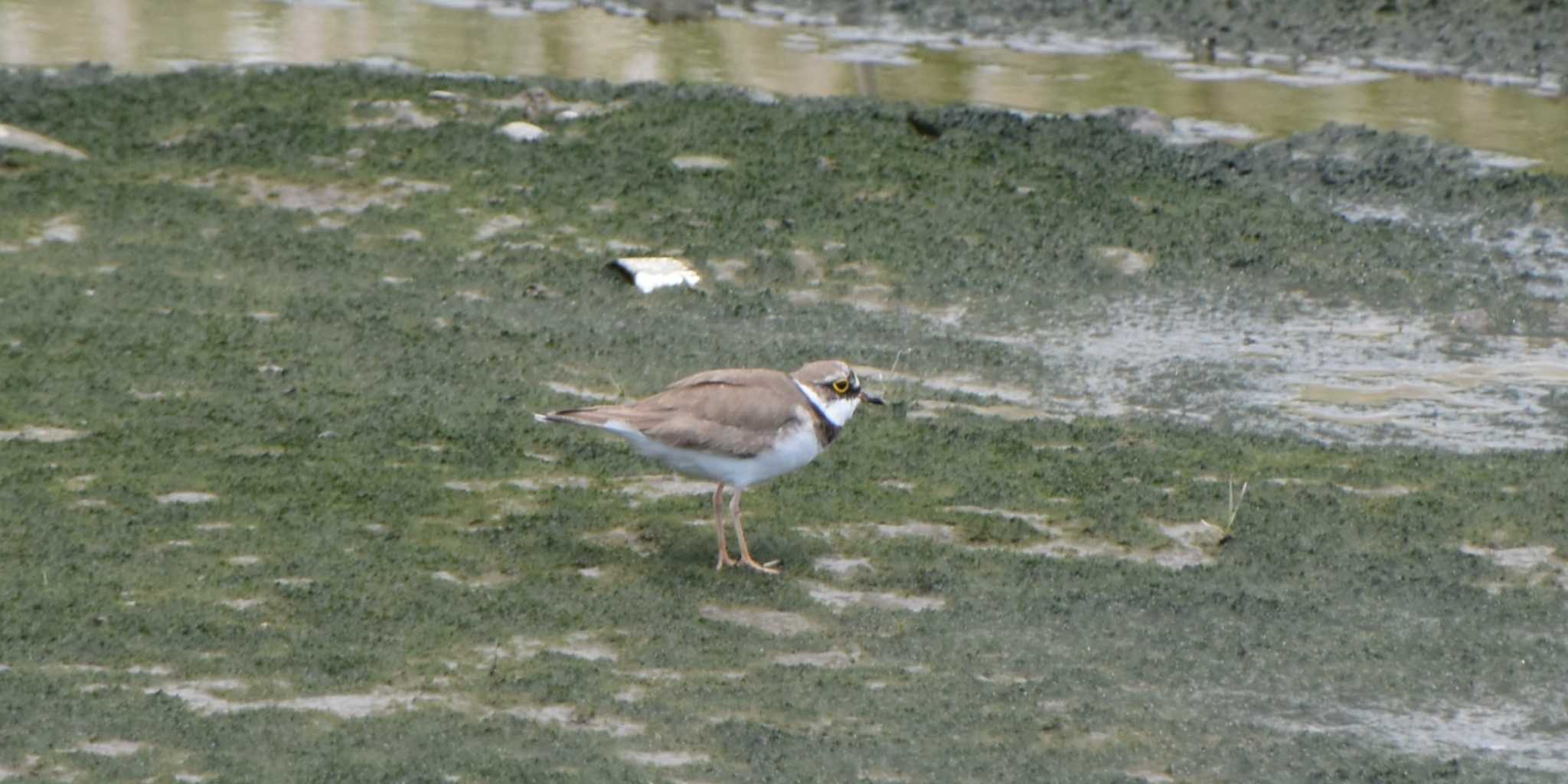 Little Ringed Plover