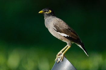 Common Myna Gardens by the Bay (Singapore) Sun, 5/2/2021
