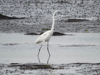 Great Egret(modesta)  Yatsu-higata Sat, 5/1/2021