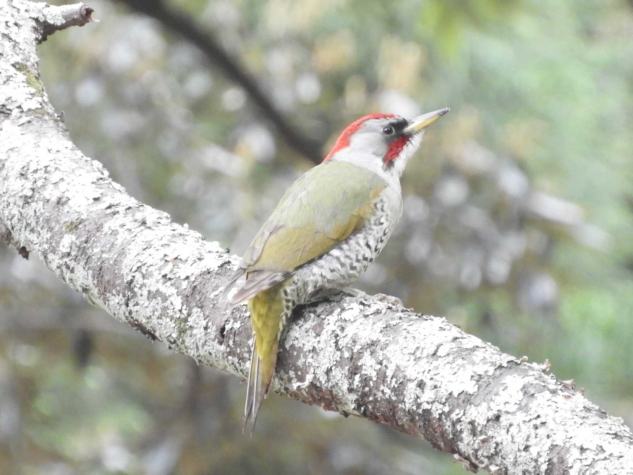 元気よく、鳴いていました。