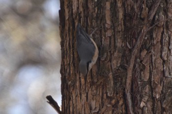 Eurasian Nuthatch 軽井沢 Sun, 4/11/2021