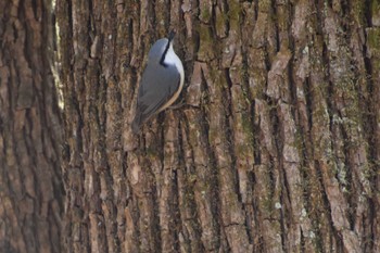 Eurasian Nuthatch 軽井沢 Sun, 4/11/2021