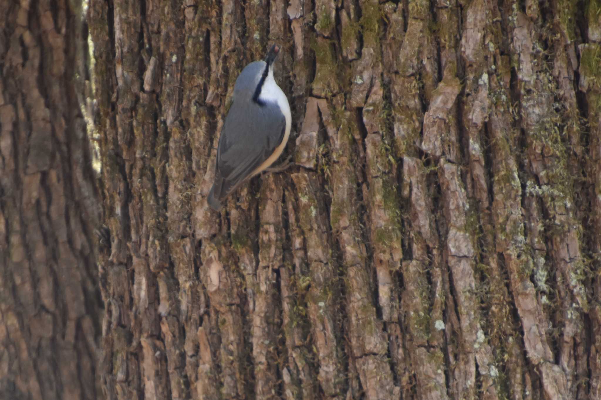 Photo of Eurasian Nuthatch at 軽井沢 by AK1952