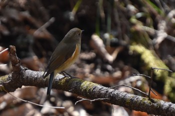 Red-flanked Bluetail 軽井沢 Sun, 4/11/2021