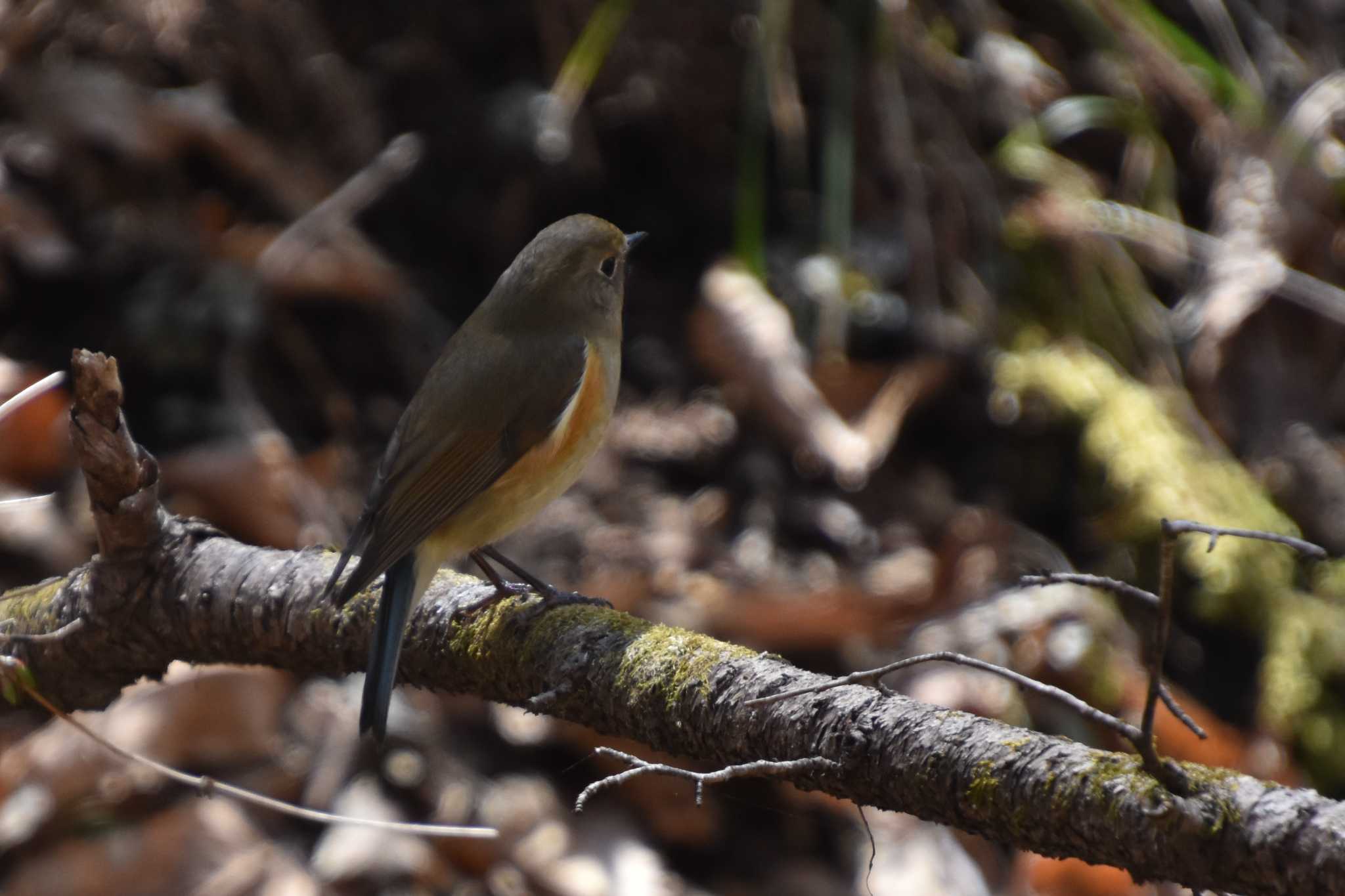 Photo of Red-flanked Bluetail at 軽井沢 by AK1952