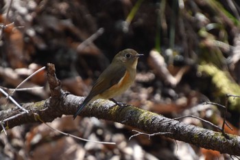Red-flanked Bluetail 軽井沢 Sun, 4/11/2021