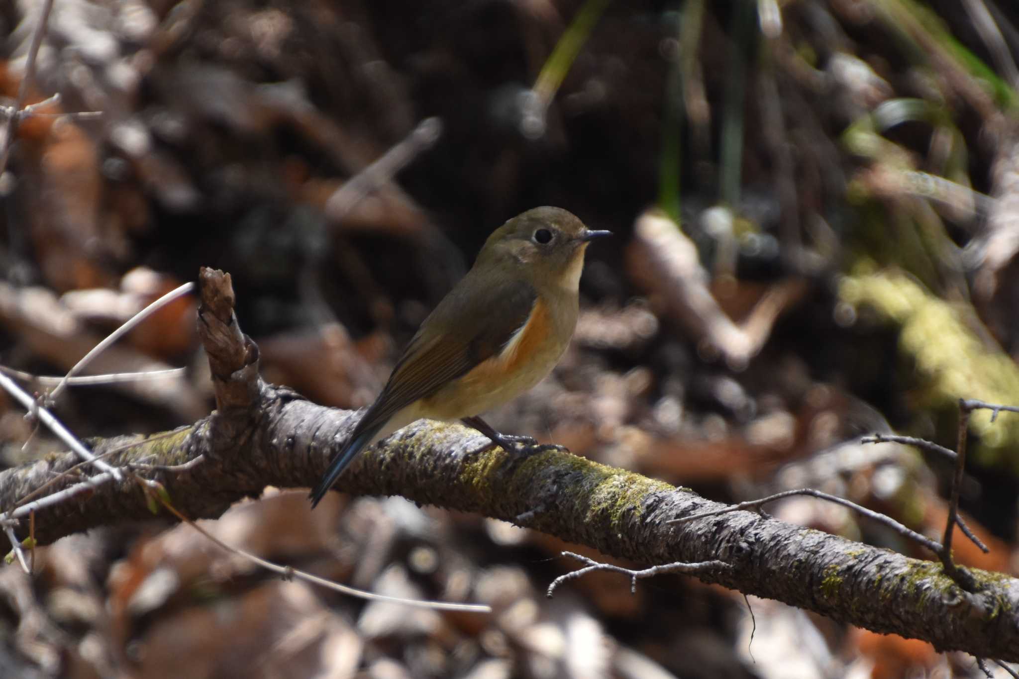 Photo of Red-flanked Bluetail at 軽井沢 by AK1952