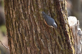 Eurasian Nuthatch 軽井沢 Sun, 4/11/2021