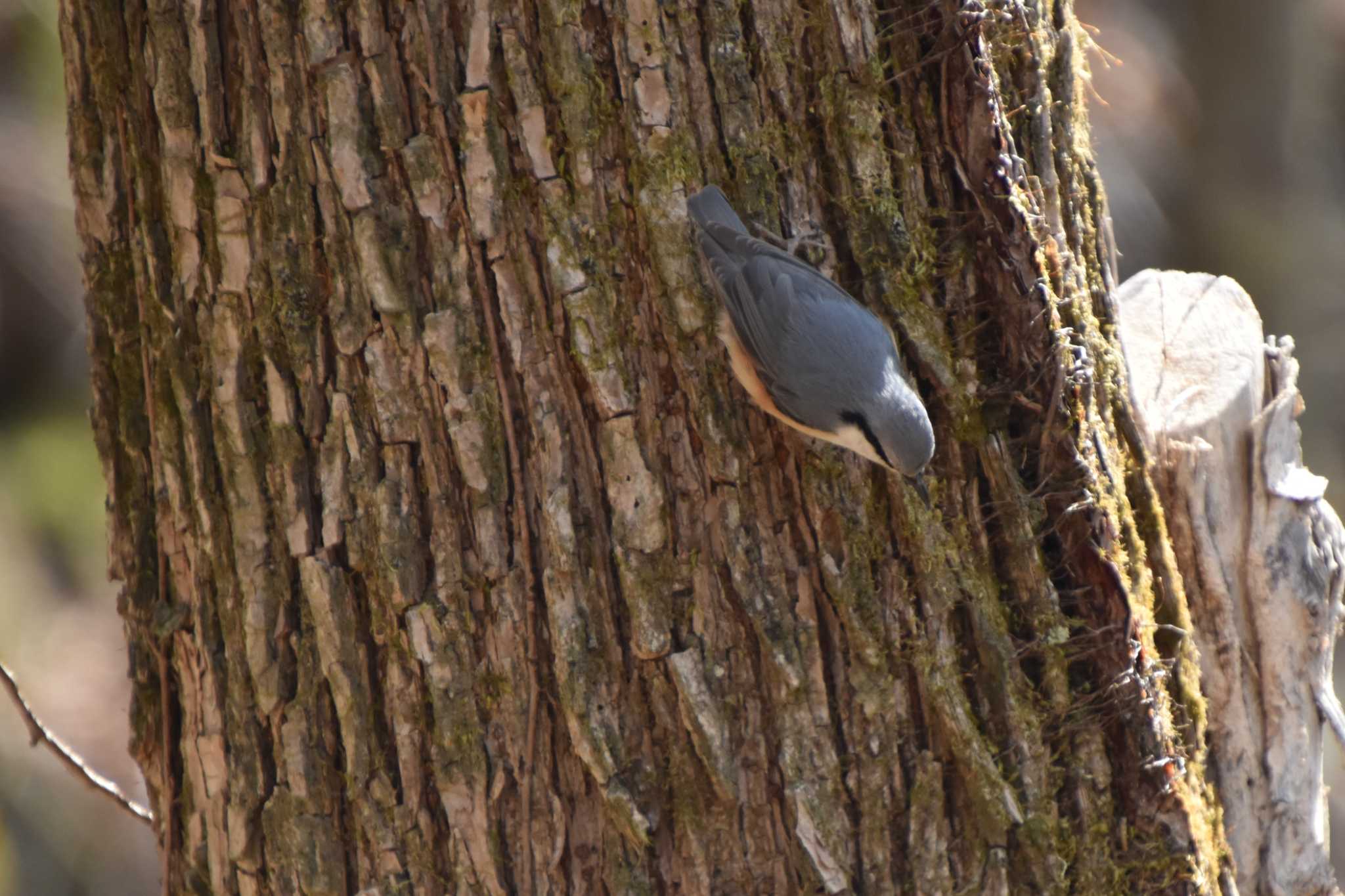 Photo of Eurasian Nuthatch at 軽井沢 by AK1952