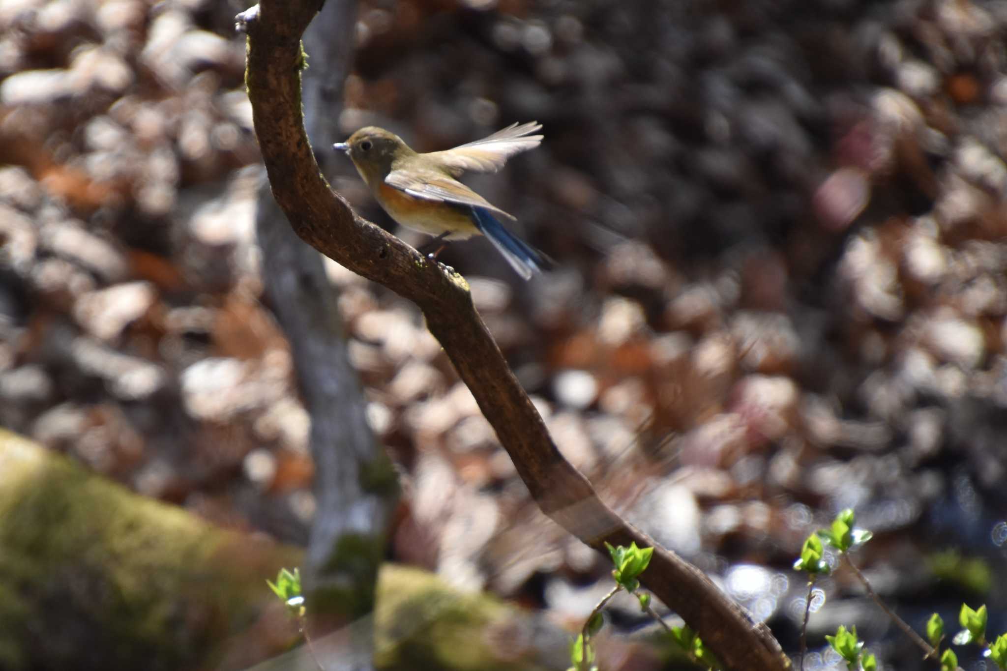 Photo of Red-flanked Bluetail at 軽井沢 by AK1952