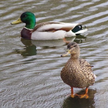 マガモ 西岡公園(西岡水源地) 2021年5月2日(日)