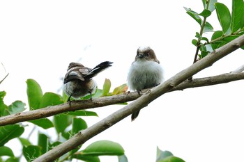 Long-tailed Tit 岐阜県海津市 Sat, 6/4/2016