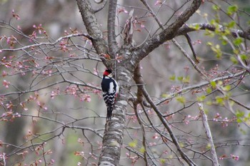 エゾアカゲラ 西岡公園(西岡水源地) 2021年5月2日(日)