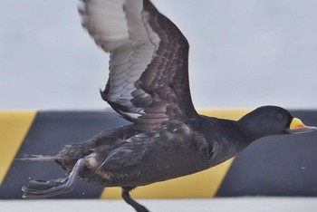 Black Scoter Unknown Spots Fri, 2/24/2017