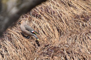 Bohemian Waxwing 八島ヶ原湿原 Mon, 4/26/2021