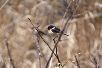 Amur Stonechat 車山高原 Mon, 4/26/2021