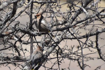 Bohemian Waxwing 八島ヶ原湿原 Mon, 4/26/2021