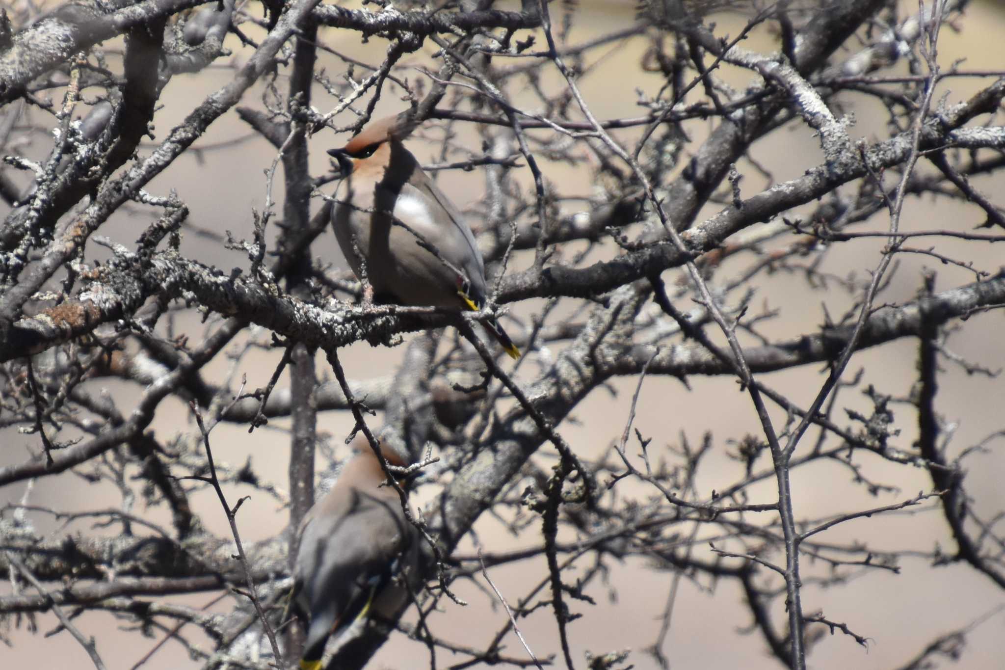 Photo of Bohemian Waxwing at 八島ヶ原湿原 by AK1952