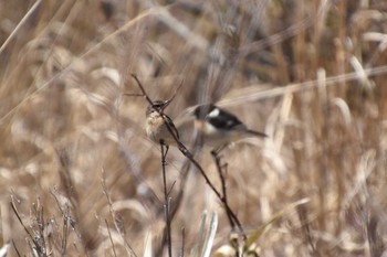 Amur Stonechat 車山高原 Mon, 4/26/2021