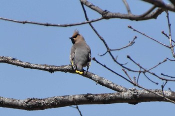 Bohemian Waxwing 八島ヶ原湿原 Mon, 4/26/2021