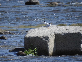 2021年5月2日(日) 多摩川二ヶ領宿河原堰の野鳥観察記録