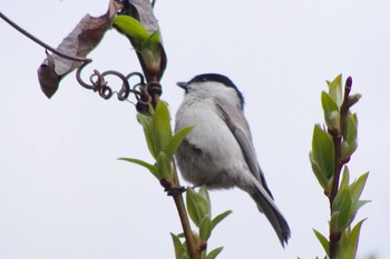 ハシブトガラ 西岡公園(西岡水源地) 2021年5月2日(日)