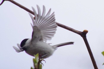 ハシブトガラ 西岡公園(西岡水源地) 2021年5月2日(日)