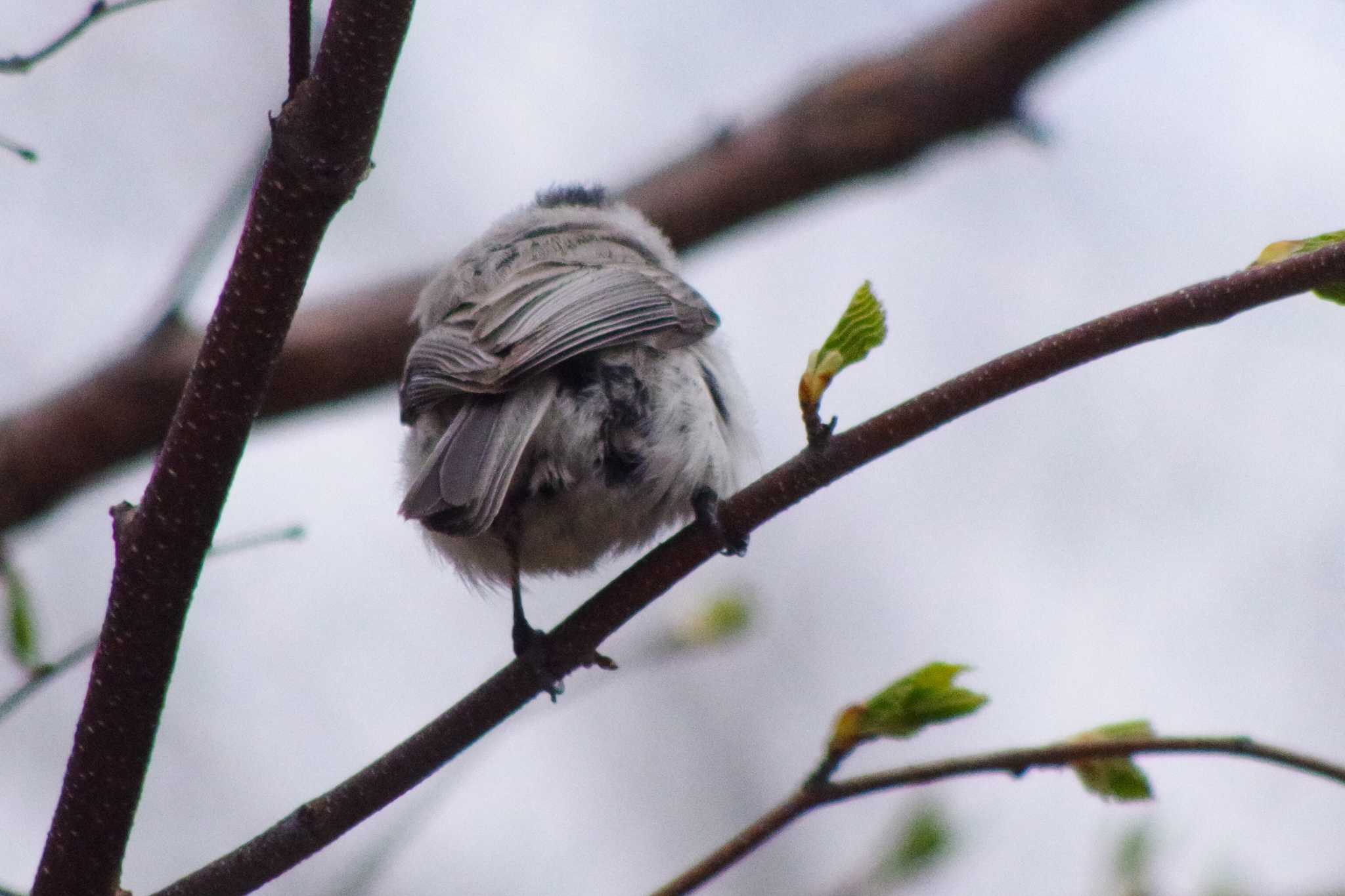 西岡公園(西岡水源地) ハシブトガラの写真