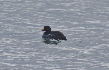 Black Scoter Unknown Spots Fri, 2/24/2017