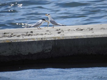 2021年5月2日(日) 多摩川二ヶ領上河原堰の野鳥観察記録