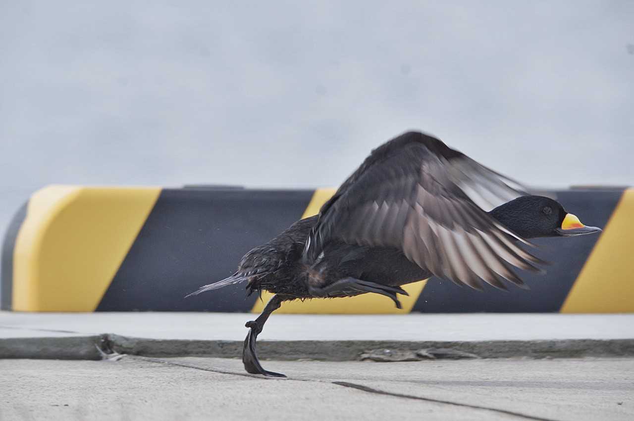 Photo of Black Scoter at  by くまのみ