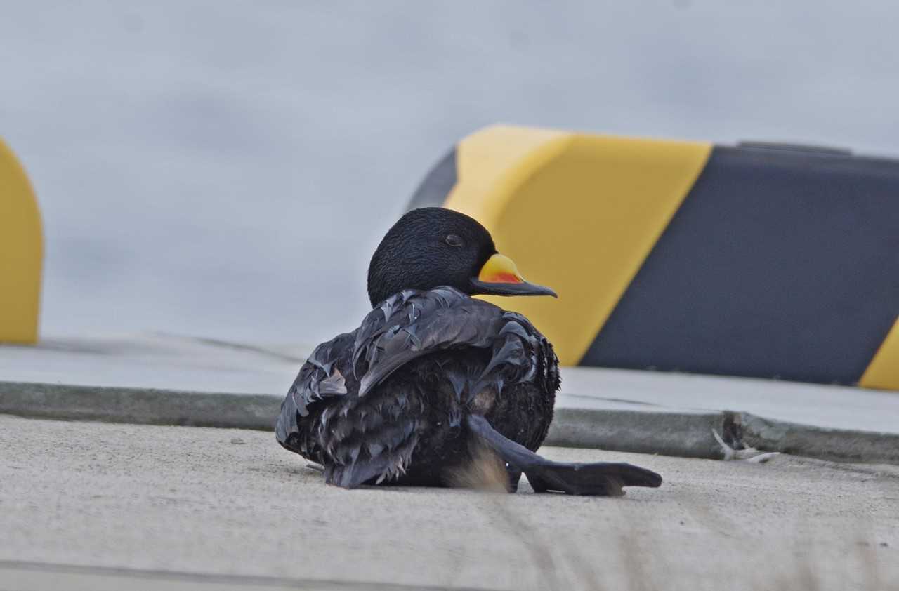 Photo of Black Scoter at  by くまのみ