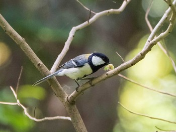 シジュウカラ 東京大学附属植物園 2021年4月24日(土)