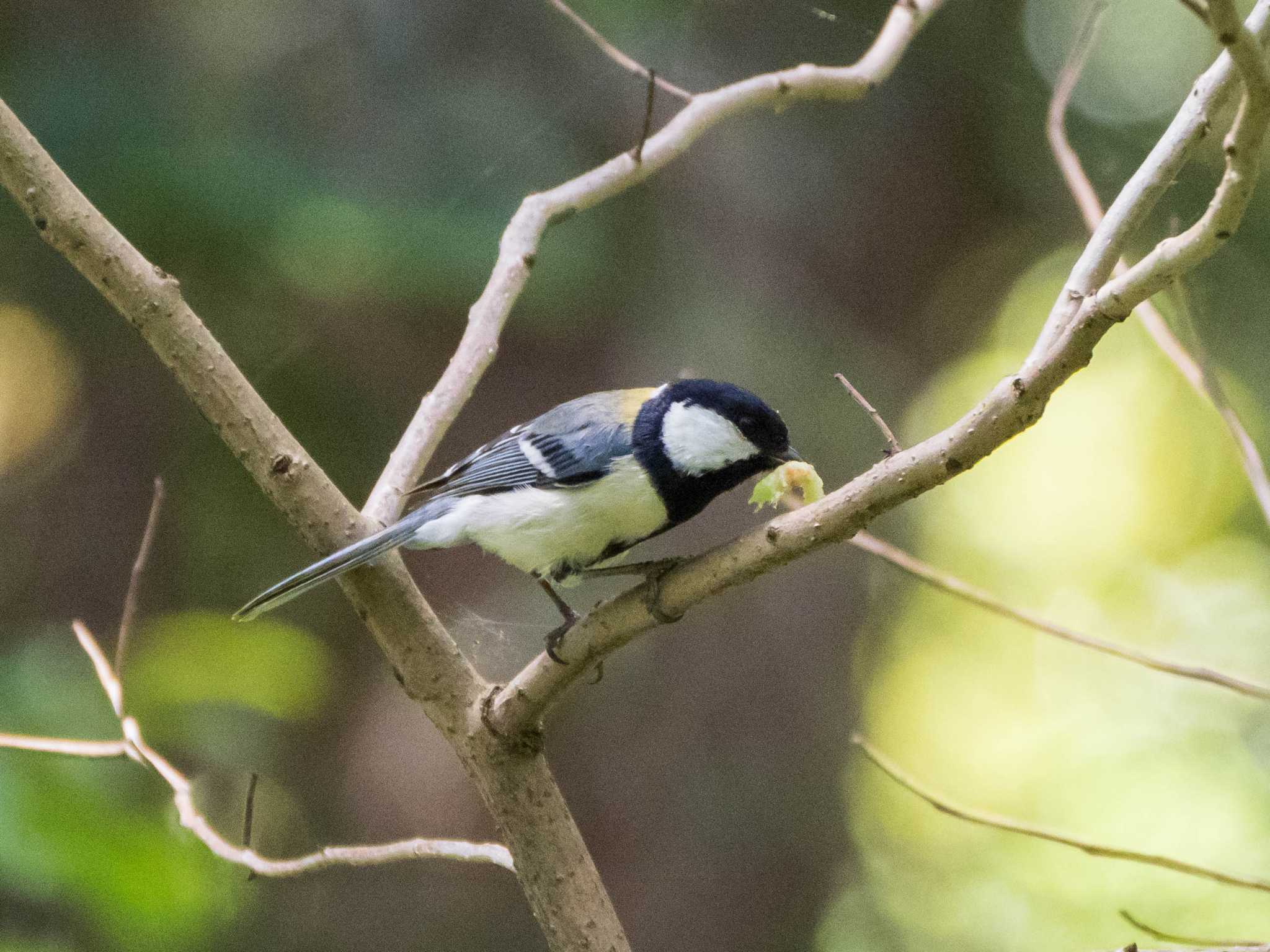 Photo of Japanese Tit at Koishikawa Botanical Garden(University of Tokyo) by ryokawameister