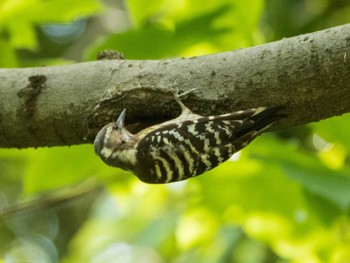 Japanese Pygmy Woodpecker Koishikawa Botanical Garden(University of Tokyo) Sat, 4/24/2021