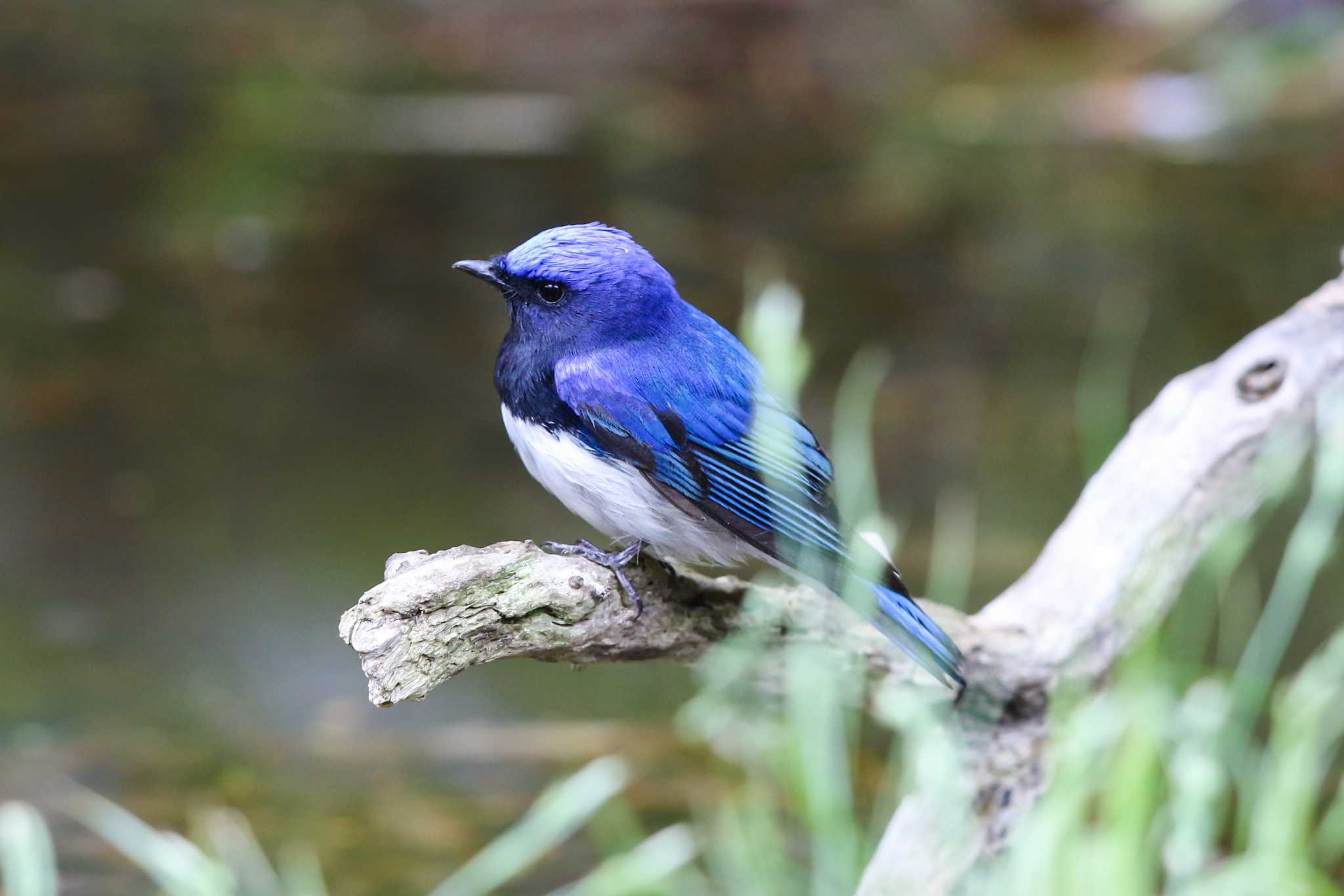 Blue-and-white Flycatcher