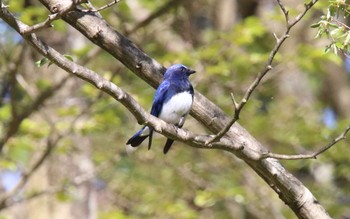 オオルリ 秦野市 2021年4月30日(金)