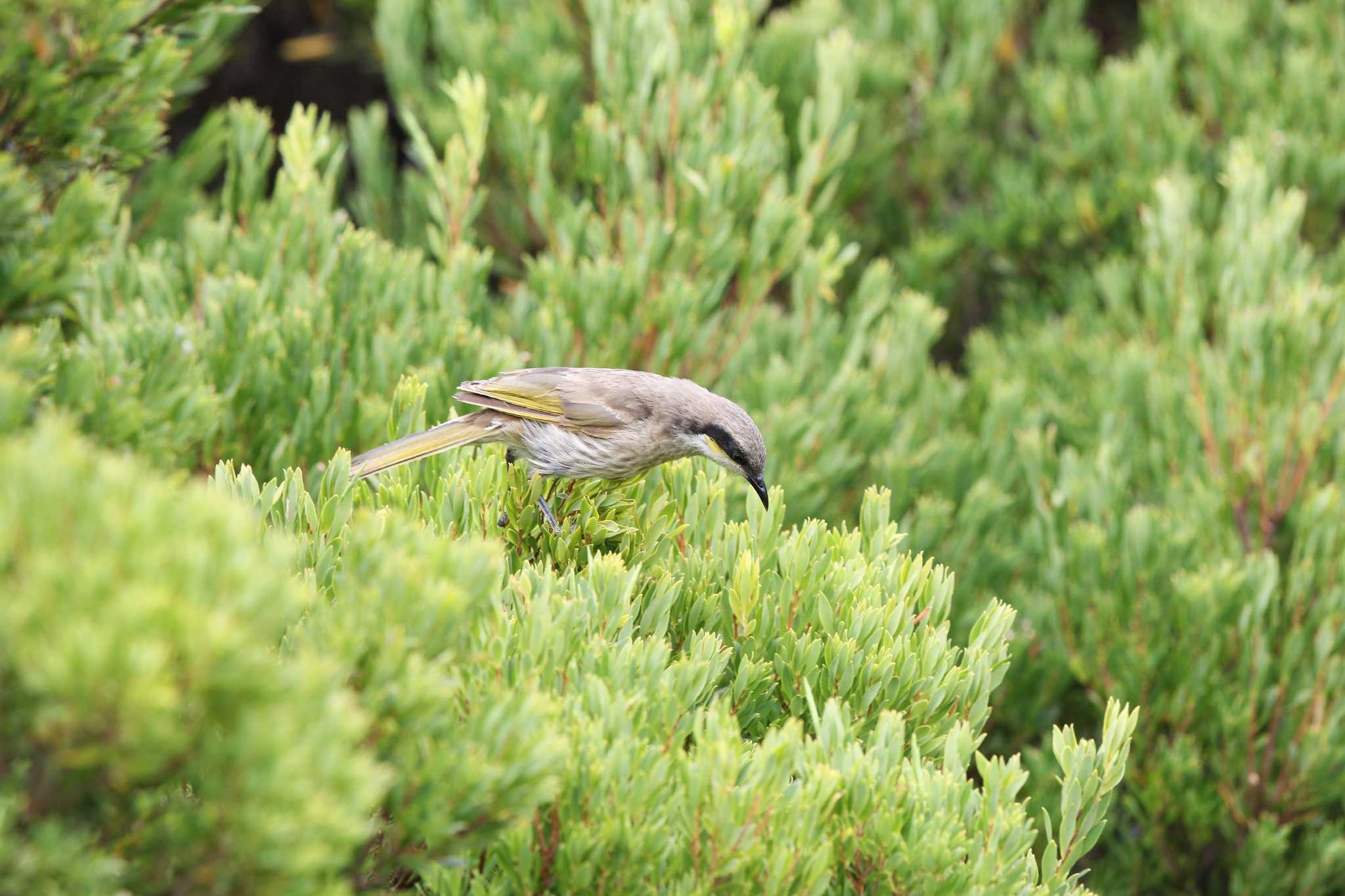 Photo of Singing Honeyeater at Peterborough Coastal Reserve by Trio