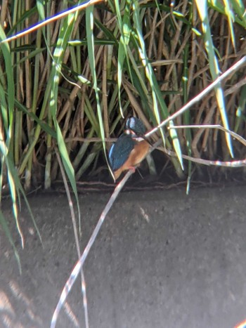 Common Kingfisher いたち川　本郷台付近 Sun, 4/18/2021