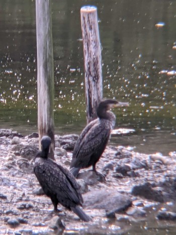 カワウ 長浜公園 2021年4月24日(土)