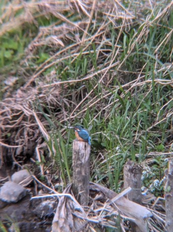 Common Kingfisher 柏尾川　戸塚駅付近 Mon, 4/12/2021