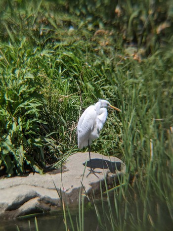 Great Egret(modesta)  いたち川　本郷台付近 Sun, 4/18/2021