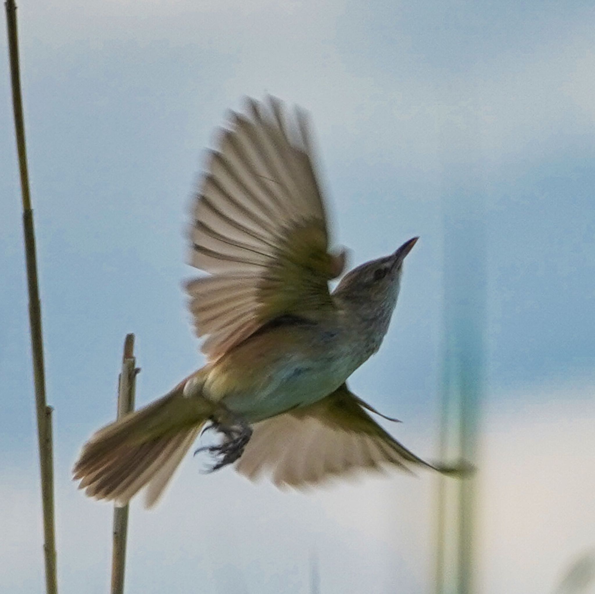 秋ヶ瀬公園付近 オオヨシキリの写真 by Toshi Yama