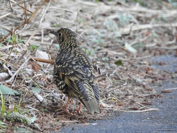 トラツグミ 水元公園 2017年2月19日(日)