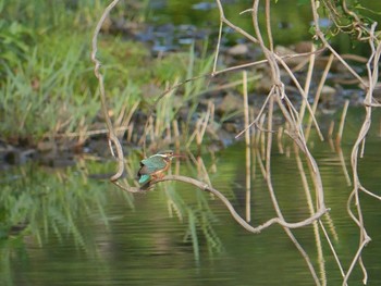 カワセミ 三ツ池公園(横浜市鶴見区) 2021年5月3日(月)