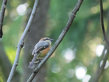 Bull-headed Shrike Mitsuike Park Mon, 5/3/2021